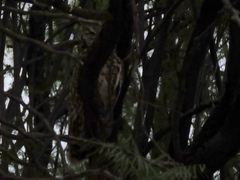 Bubo africanus africanus