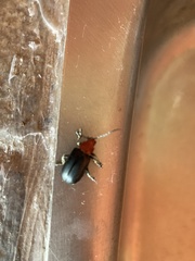 Cacoscelis nigripennis