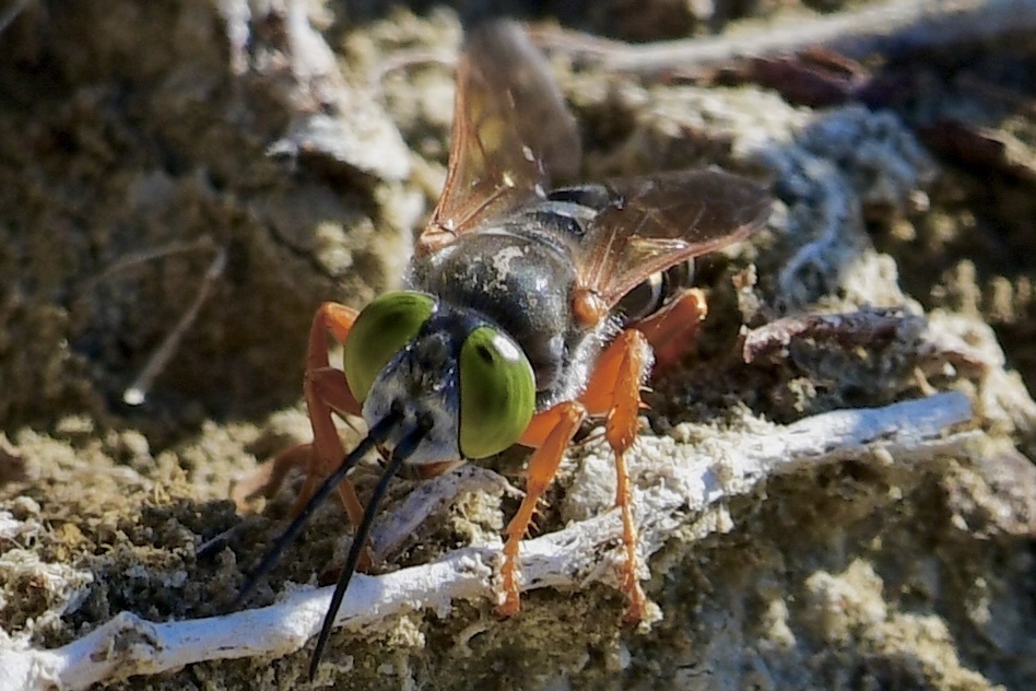 Tachytes distinctus