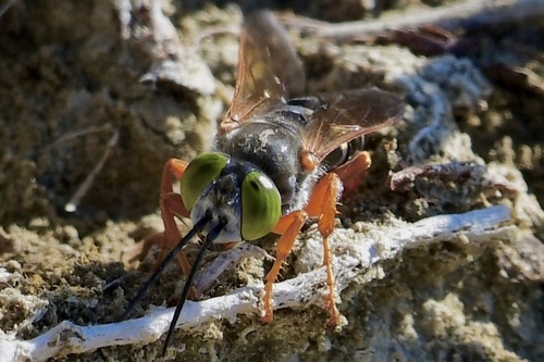 Tachytes distinctus