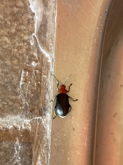 Cacoscelis nigripennis