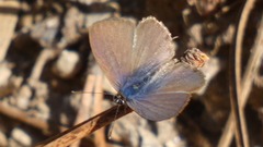 Leptotes pirithous