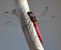 Orthetrum migratum