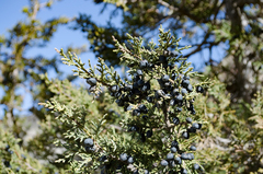 Juniperus indica