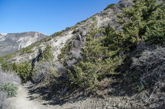 Juniperus indica