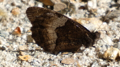 Hipparchia alcyone