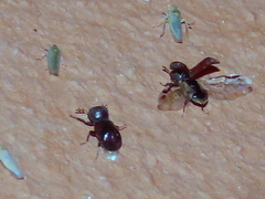 Bostrichidae
