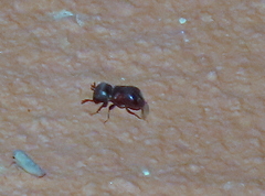 Bostrichidae