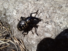 Liparus glabrirostris