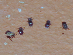 Bostrichidae