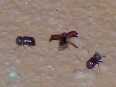 Bostrichidae
