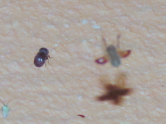 Bostrichidae