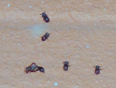 Bostrichidae
