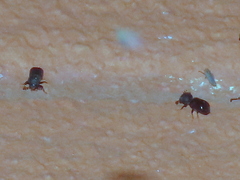 Bostrichidae