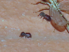 Bostrichidae