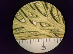 Potentilla litoralis