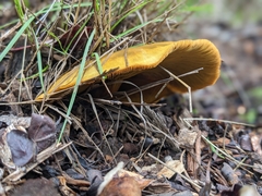Omphalotus olivascens