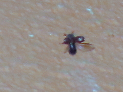 Bostrichidae