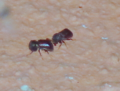 Bostrichidae