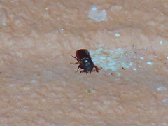 Bostrichidae