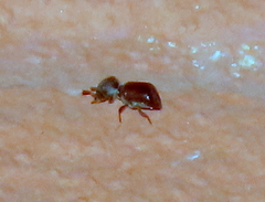 Bostrichidae