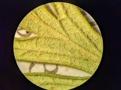 Potentilla litoralis