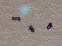 Bostrichidae