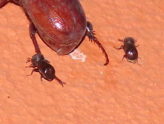Bostrichidae