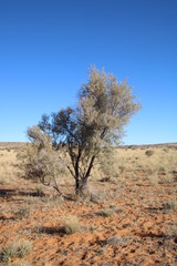 Vachellia haematoxylon