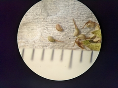 Potentilla litoralis