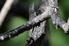 Anolis homolechis