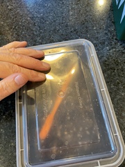 Teliapsocus conterminus