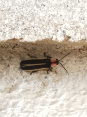 Photinus