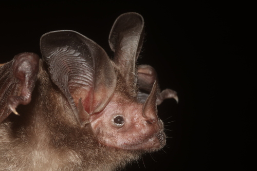 Davis's Round-eared Bat