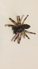 Lepthyphantes