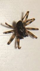Lepthyphantes