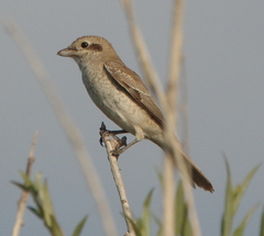 Lanius phoenicuroides