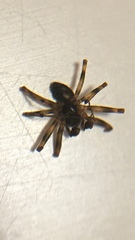 Lepthyphantes