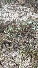 Lupinus diffusus