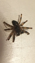 Lepthyphantes