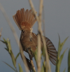 Lanius phoenicuroides