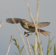 Lanius phoenicuroides