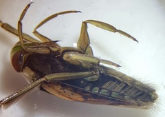 Notonecta glauca