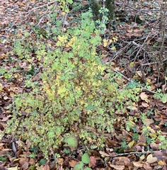 Crataegus monogyna