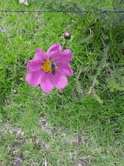 Paragapostemon coelestinus