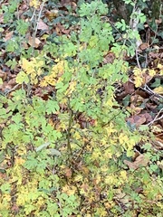 Crataegus monogyna