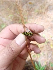 Ochraethes melanotelus