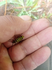 Ochraethes melanotelus