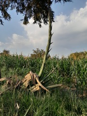 Agave salmiana