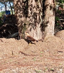Caracara plancus